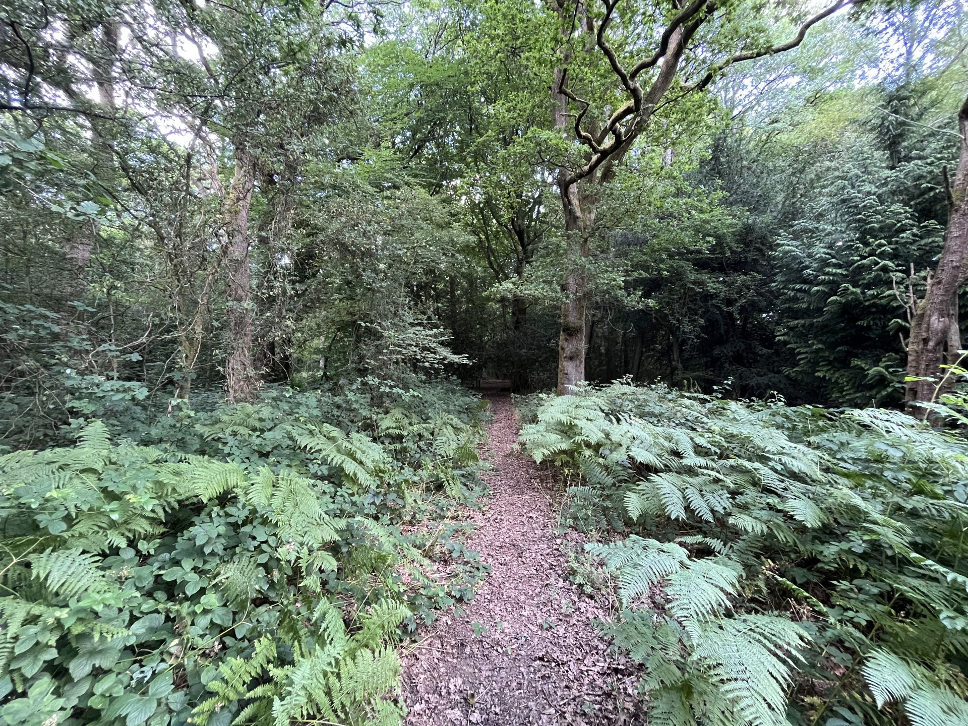 Woodland path